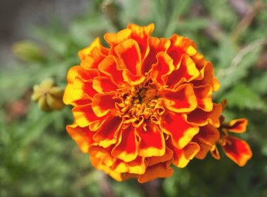 Turuncu ve sarı Afrika marigold çiçek 