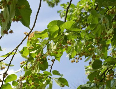 Küçük yapraklı ıhlamur çiçek olduğunu 