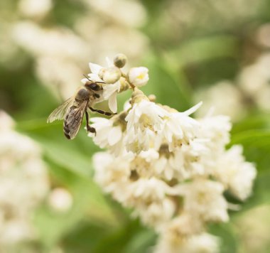 Arı nektarı beyaz çiçek üzerinden emiyor