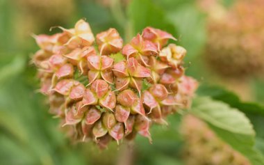 Meyveler yapılan renkli çiçeği 