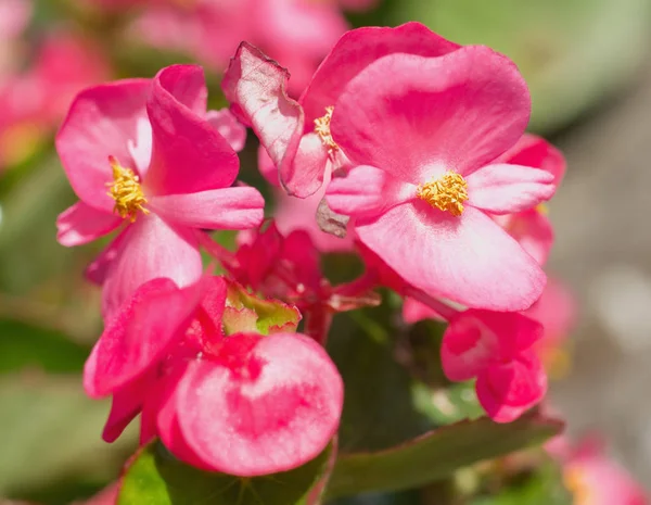 Kwiaty Begonia Ciągle Kwitnąca Bliska — Zdjęcie stockowe