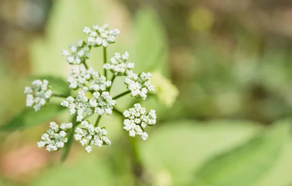 クローズ アップからセイヨウトウキの花 — ストック写真