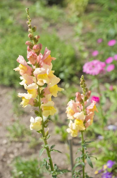 Bahçedeki renkli çiçekleri