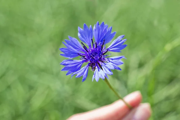 Bleuet Fleurs Dans Prairie — Photo
