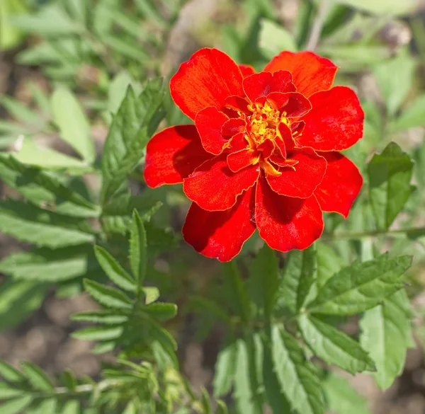 Afrika marigold çiçek