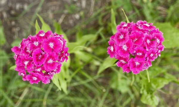 Pembe Dianthuses Çiçek — Stok fotoğraf