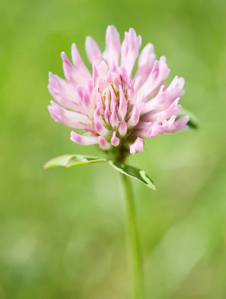 Pembe Yonca Çiçek — Stok fotoğraf