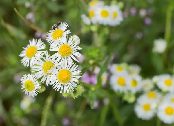 Virág Virágok Sárga Fehér Virágos — Stock Fotó