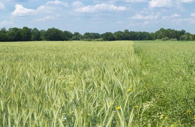 Yaz alanıyla buğday ve papatya 