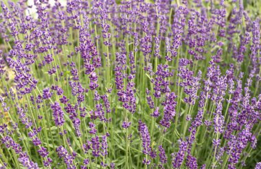 Çayır çiçekli lavanta