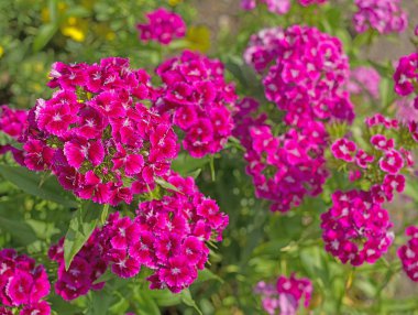  Bir sürü parlak pembe dianthuses yaz bahçede çiçek açan 