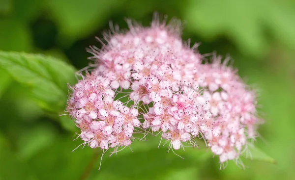 綿毛と小さなピンク色の花 — ストック写真