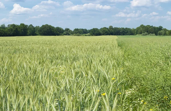 Yaz alanıyla buğday ve papatya 
