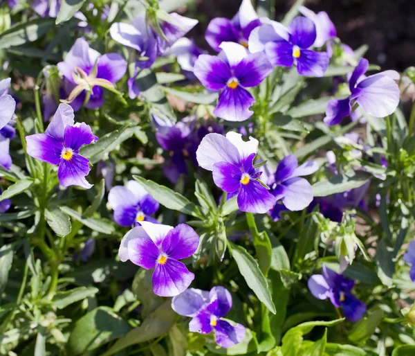 Blommor Pansy Från Närbild — Stockfoto