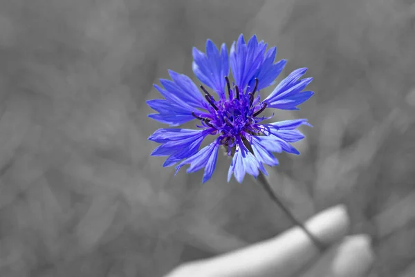 Blossoming Cornflower Black White Background — Stock Photo, Image