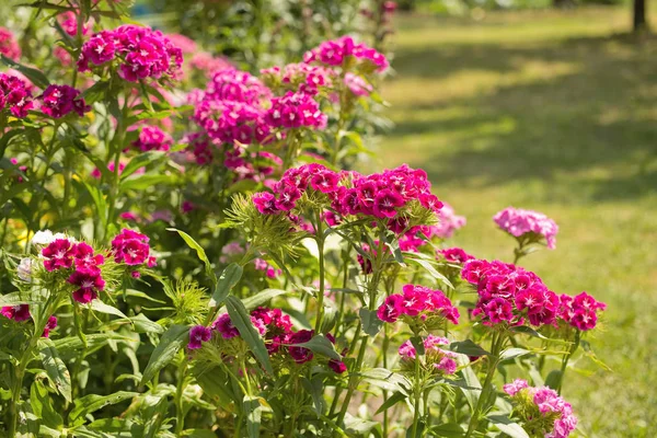 Dianthuses bir sürü yaz bahçede çiçek açan 