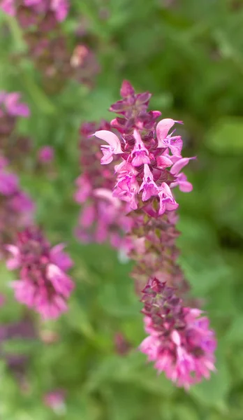 Manojo Floreciente Salvias — Foto de Stock