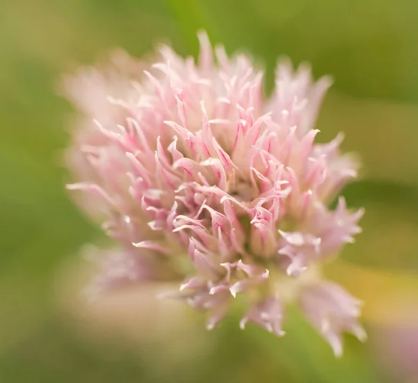 Çiçek Açması Frenk Soğanı Fotoğrafı Yakın Çekim — Stok fotoğraf