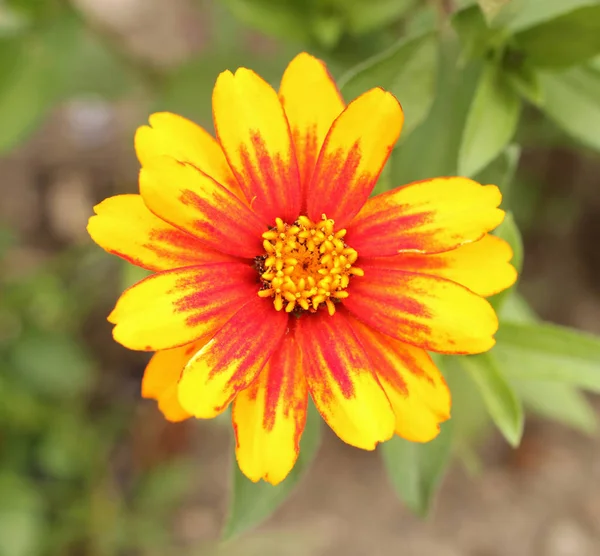 Kwiat Pomarańczowy Żółty Cynia Białym Tle Zielonym Tle — Zdjęcie stockowe