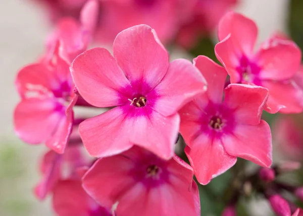 Phlox Full Bloom Pink Petals Caught Close — Stock Photo, Image