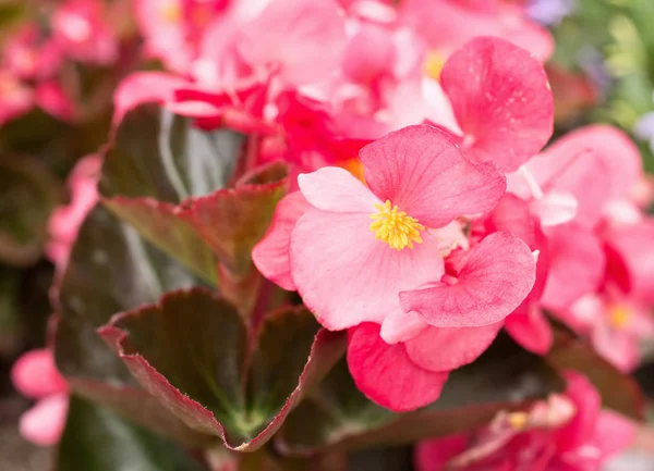 Pink Blossoms Begonia Semperflorens Close Nice Leaves Red Edges — Stock Photo, Image