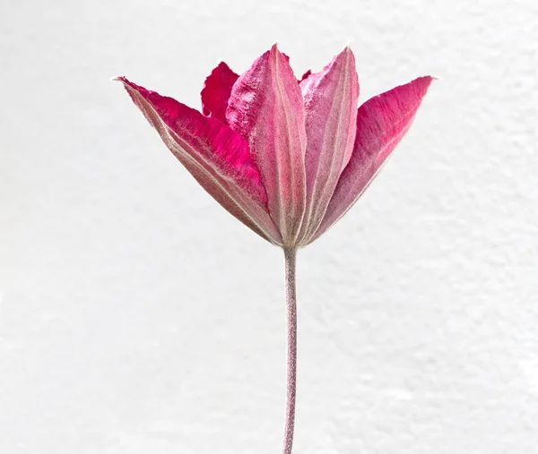 Abertura Flor Clematis Roxo Isolado Fundo Branco — Fotografia de Stock