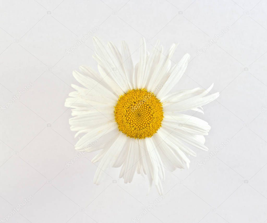 Flowering moon daisy from close-up isolated on white background. Tenderness.