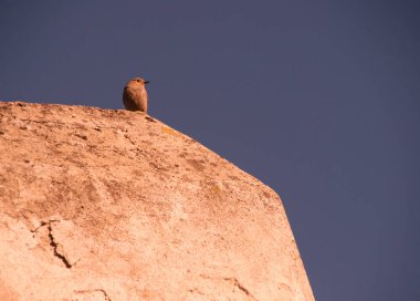 Küçük kuş yaz aylarında baca üzerinde oturuyor. Parlak mavi gökyüzü.