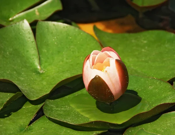 睡蓮の蕾は 開花のため準備中です 永遠と生まれ変わりの象徴は 神聖なハスに似ています — ストック写真