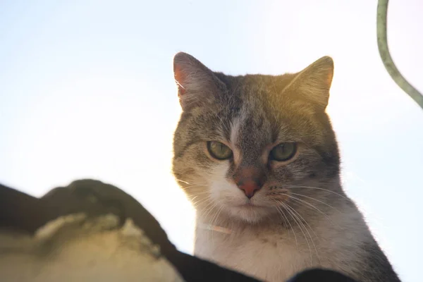 Portrait Jeune Tabby Beaux Yeux Verts Beau Museau Rose — Photo