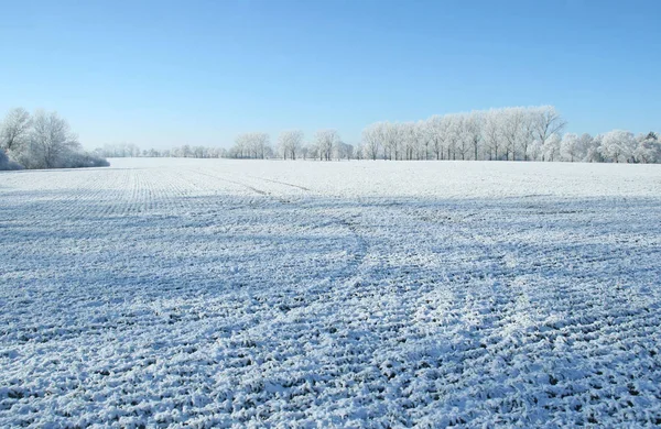 Paisaje Invernal Trebonsko República Checa Campo Cubierto Nieve Árboles — Foto de Stock