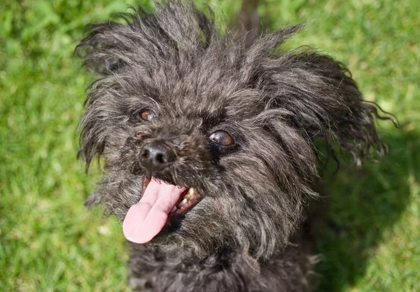 Anjing Hitam Bolognese Kehabisan Napas Setelah Berjalan Jalan Panjang — Stok Foto