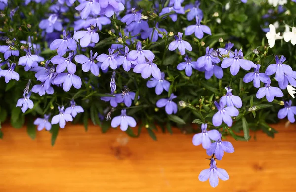 Blue Lobelia Blossoming Wooden Flowerpot — Stock Photo, Image
