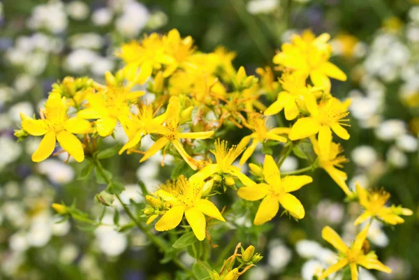 St. John\'s wort is blooming in the meadow in summer. Natural medicine against depressions.