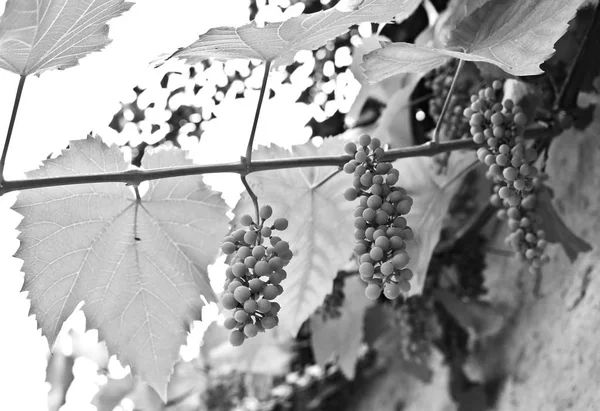 Ripe grapes of vine on tree. Tempting. Black-and white photo.