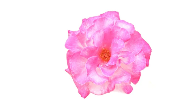 Rosa Rosa Isolada Sobre Fundo Branco — Fotografia de Stock