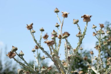 Parlak mavi gökyüzü önce büyük thistle.