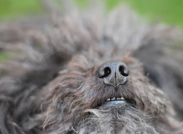 Muzzle Dari Rusia Tsvetnaya Bolonka Dari Close Anjing Bolognese — Stok Foto