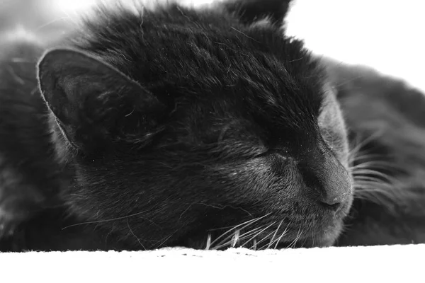 Photo Noir Blanc Chat Endormi — Photo