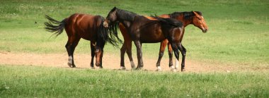 Mera üzerinde güzel kahverengi atlar.