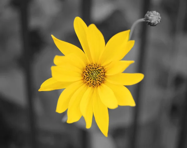 Gelbe Blume Voller Blüte Aus Nächster Nähe Schwarz Weiß Eingefärbt — Stockfoto