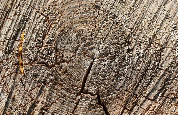 Fából Készült Szerkezet Vágott Törzs Közelkép Éves Gyűrűk — Stock Fotó