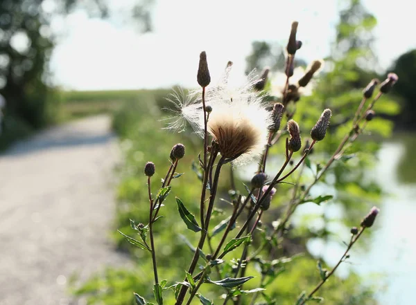 Out of bloom blossom of thistle resembling out of bloom dandelion. Fluff.