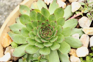 Yakın çekim üzerinden yeşil sempervivum.