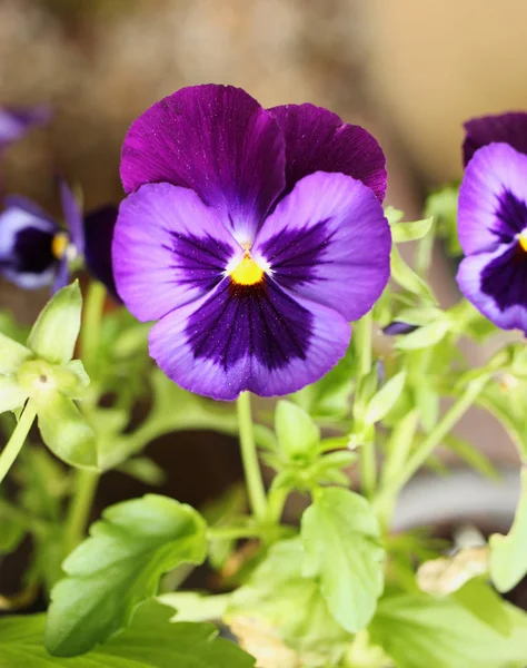 Färgstarka Blommande Viola Från Närbild — Stockfoto
