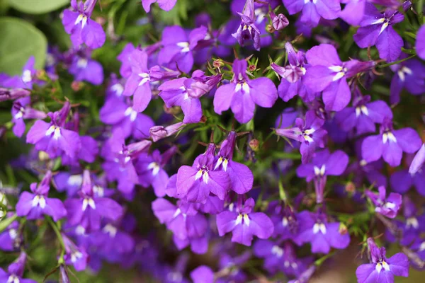 Gäng Blommande Violett Lobelias — Stockfoto