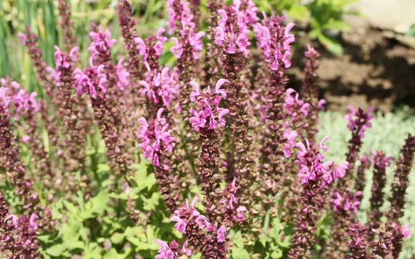 Bund Salvia Blüten Lila — Stockfoto