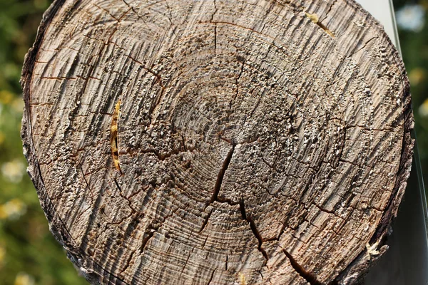 Natürliche Holzstruktur Detaillierte Jahresringe Kofferraum — Stockfoto