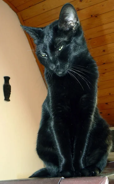 Seděl Přemýšlel Černá Kočka — Stock fotografie