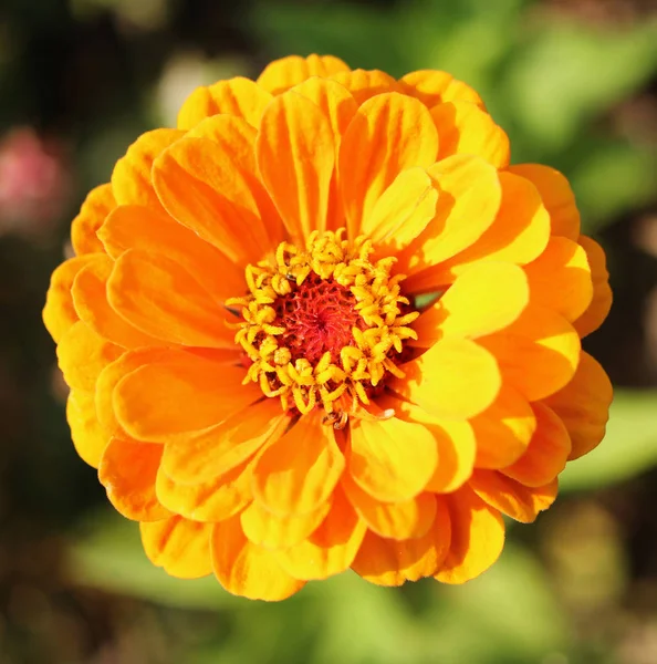 Floraison Zinnia Très Orangée Vue Détaillée — Photo